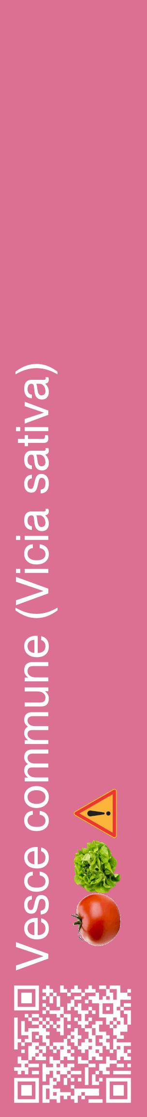 Étiquette de : Vicia sativa - format c - style blanche44_basiquehel avec qrcode et comestibilité simplifiée