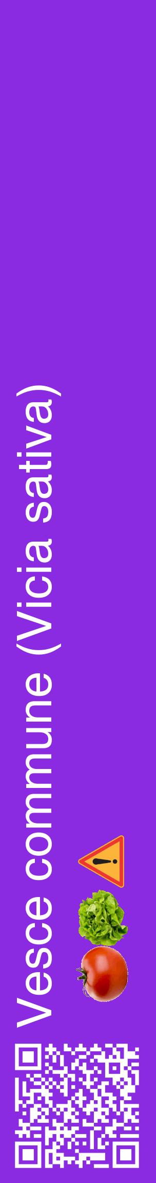 Étiquette de : Vicia sativa - format c - style blanche49_basiquehel avec qrcode et comestibilité simplifiée