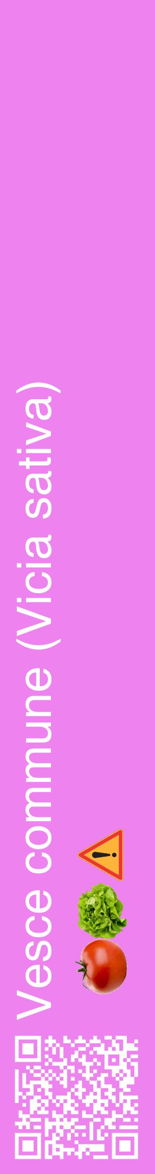 Étiquette de : Vicia sativa - format c - style blanche53_basiquehel avec qrcode et comestibilité simplifiée