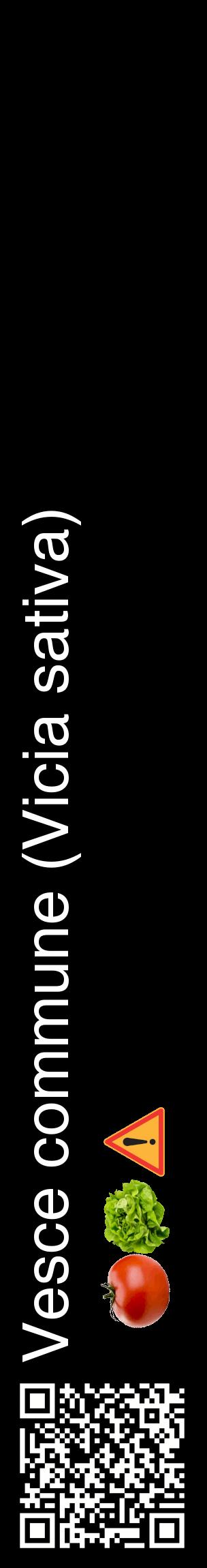 Étiquette de : Vicia sativa - format c - style blanche59_basiquehel avec qrcode et comestibilité simplifiée