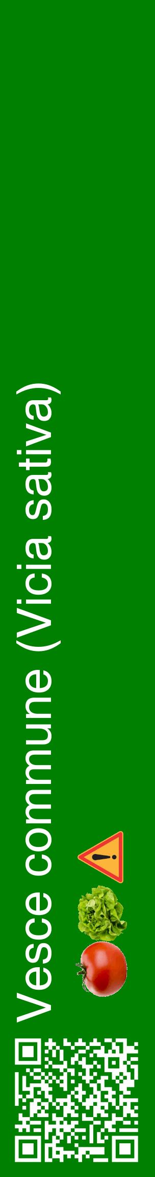 Étiquette de : Vicia sativa - format c - style blanche9_basiquehel avec qrcode et comestibilité simplifiée