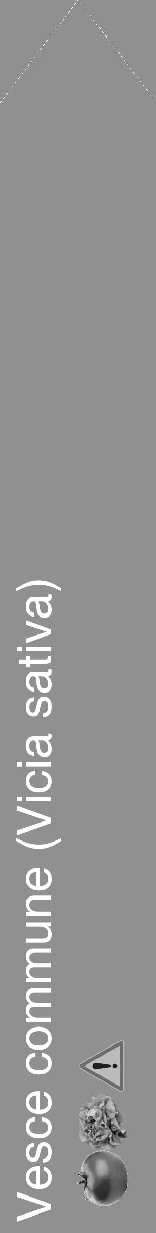 Étiquette de : Vicia sativa - format c - style blanche4_simple_simplehel avec comestibilité simplifiée - position verticale