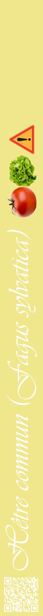 Étiquette de : Fagus sylvatica - format a - style blanche20viv avec qrcode et comestibilité simplifiée