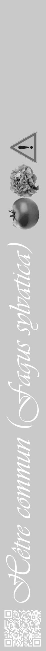 Étiquette de : Fagus sylvatica - format a - style blanche54basiqueviv avec qrcode et comestibilité simplifiée - position verticale