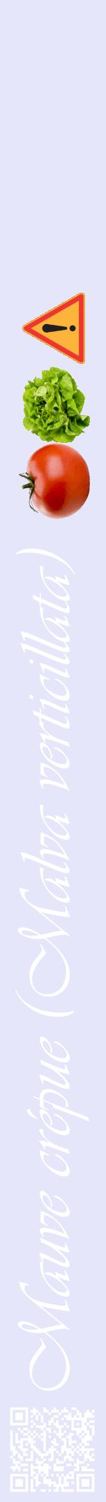 Étiquette de : Malva verticillata - format a - style blanche55viv avec qrcode et comestibilité simplifiée