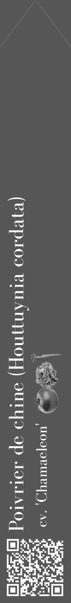 Étiquette de : Houttuynia cordata cv. 'Chamaeleon' - format c - style blanche45_simple_simplebod avec qrcode et comestibilité simplifiée - position verticale