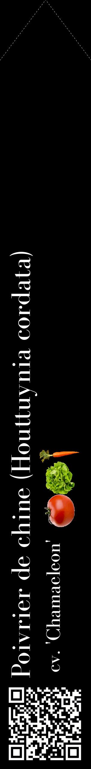 Étiquette de : Houttuynia cordata cv. 'Chamaeleon' - format c - style blanche59_simplebod avec qrcode et comestibilité simplifiée