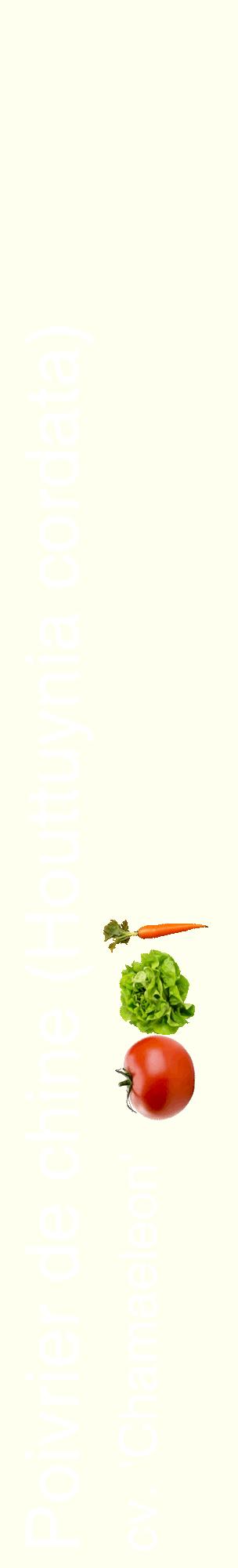 Étiquette de : Houttuynia cordata cv. 'Chamaeleon' - format c - style blanche19_basiquehel avec comestibilité simplifiée