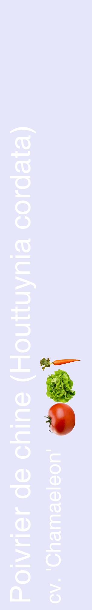 Étiquette de : Houttuynia cordata cv. 'Chamaeleon' - format c - style blanche55_basiquehel avec comestibilité simplifiée