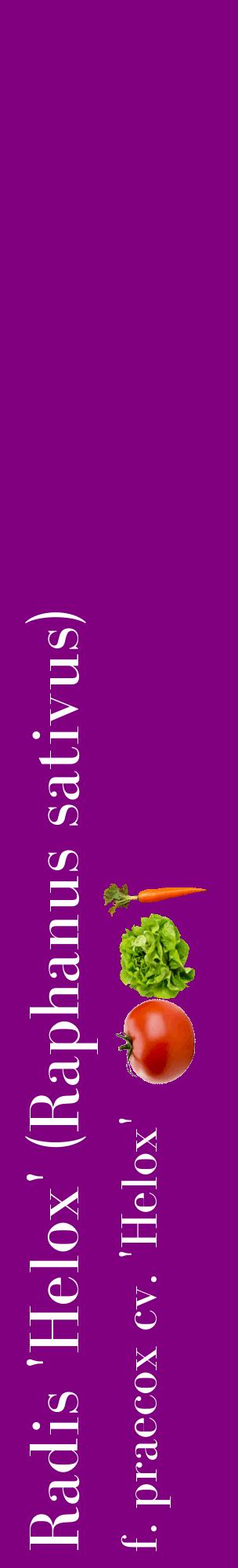 Étiquette de : Raphanus sativus f. praecox cv. 'Helox' - format c - style blanche46_basiquebod avec comestibilité simplifiée