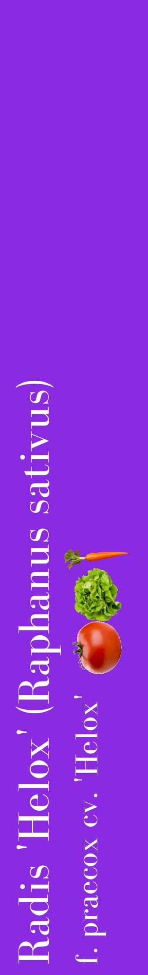 Étiquette de : Raphanus sativus f. praecox cv. 'Helox' - format c - style blanche49_basiquebod avec comestibilité simplifiée