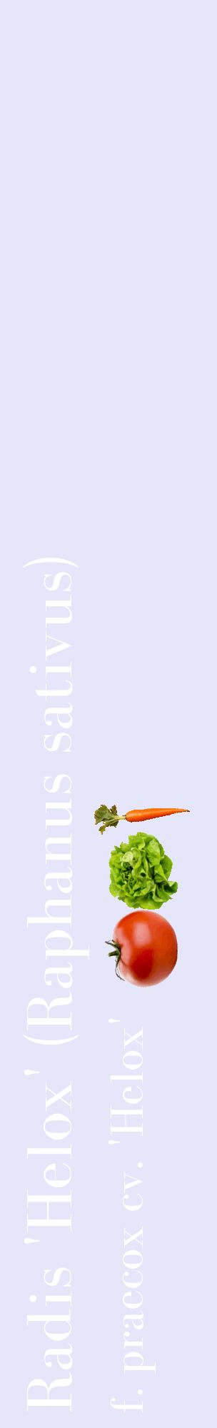 Étiquette de : Raphanus sativus f. praecox cv. 'Helox' - format c - style blanche55_basiquebod avec comestibilité simplifiée