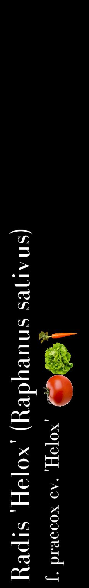 Étiquette de : Raphanus sativus f. praecox cv. 'Helox' - format c - style blanche59_basiquebod avec comestibilité simplifiée