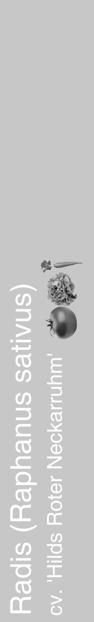 Étiquette de : Raphanus sativus cv. 'Hilds Roter Neckarruhm' - format c - style blanche15_basique_basiquehel avec comestibilité simplifiée - position verticale