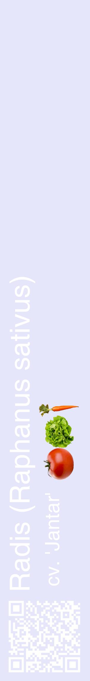 Étiquette de : Raphanus sativus cv. 'Jantar' - format c - style blanche55_basiquehel avec qrcode et comestibilité simplifiée