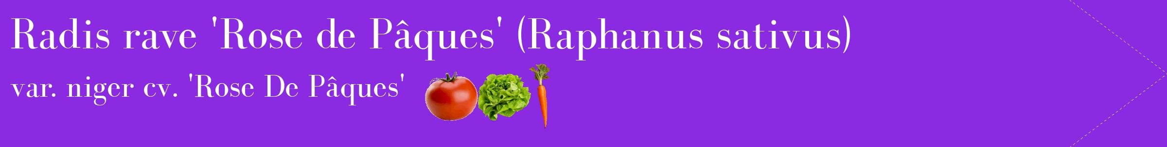 Étiquette de : Raphanus sativus var. niger cv. 'Rose De Pâques' - format c - style blanche49simple_simple_simplebod avec comestibilité simplifiée