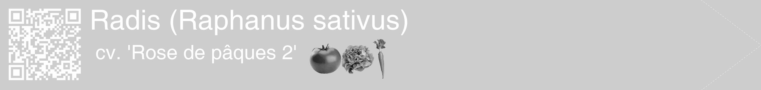 Étiquette de : Raphanus sativus cv. 'Rose de pâques 2' - format c - style blanche41_simple_simplehel avec qrcode et comestibilité simplifiée