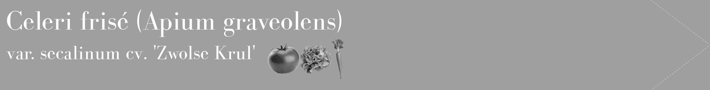 Étiquette de : Apium graveolens var. secalinum cv. 'Zwolse Krul' - format c - style blanche24_simple_simplebod avec comestibilité simplifiée