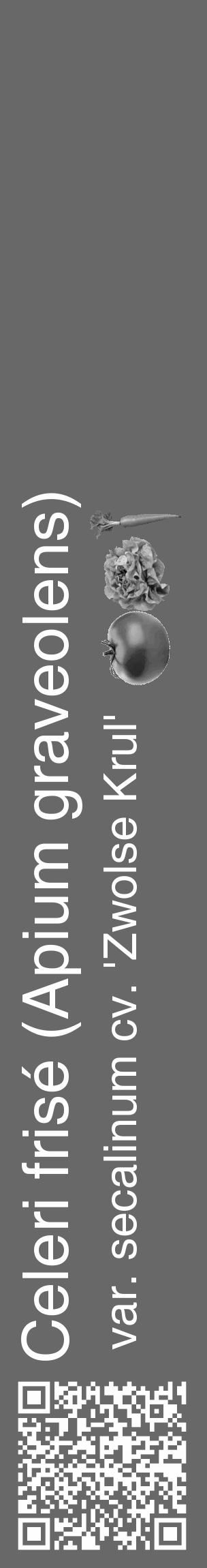 Étiquette de : Apium graveolens var. secalinum cv. 'Zwolse Krul' - format c - style blanche43_basique_basiquehel avec qrcode et comestibilité simplifiée - position verticale