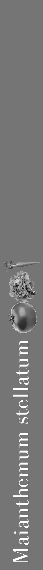 Étiquette de : Maianthemum stellatum - format a - style blanche5bod avec comestibilité simplifiée - position verticale