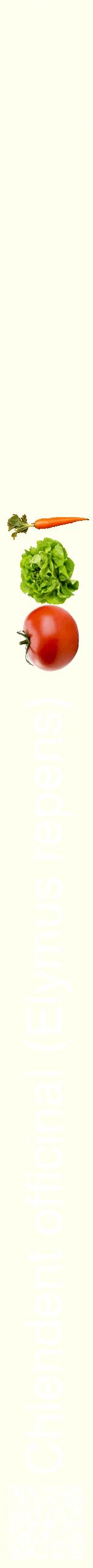 Étiquette de : Elymus repens - format b - style blanche19hel avec qrcode et comestibilité simplifiée