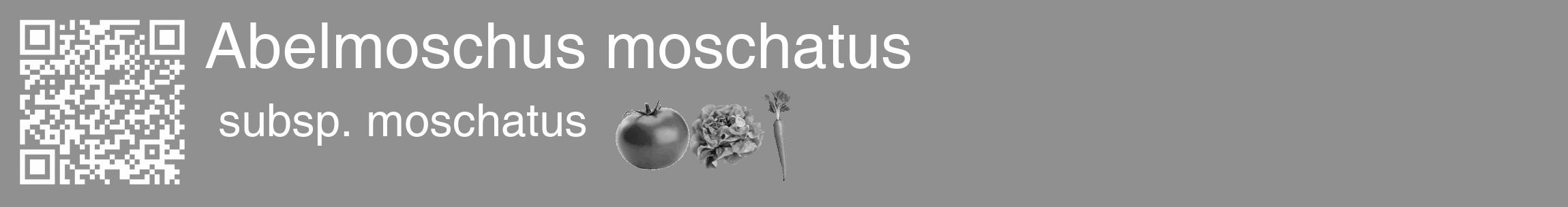 Étiquette de : Abelmoschus moschatus subsp. moschatus - format c - style blanche4_basique_basiquehel avec qrcode et comestibilité simplifiée