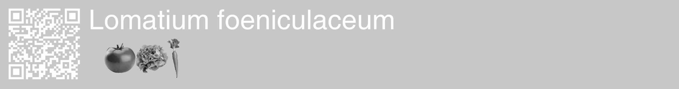 Étiquette de : Lomatium foeniculaceum - format c - style blanche15_basique_basiquehel avec qrcode et comestibilité simplifiée