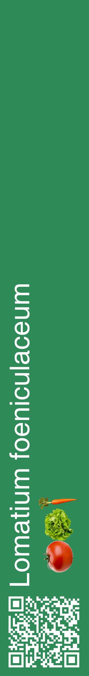 Étiquette de : Lomatium foeniculaceum - format c - style blanche11_basiquehel avec qrcode et comestibilité simplifiée