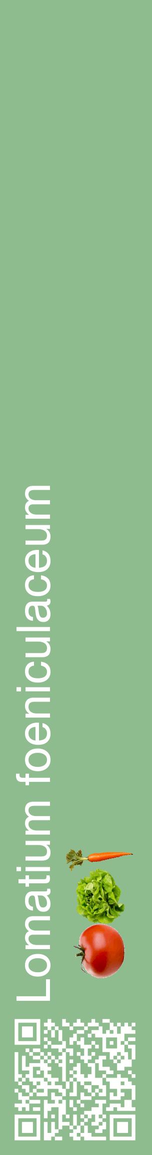 Étiquette de : Lomatium foeniculaceum - format c - style blanche13_basiquehel avec qrcode et comestibilité simplifiée
