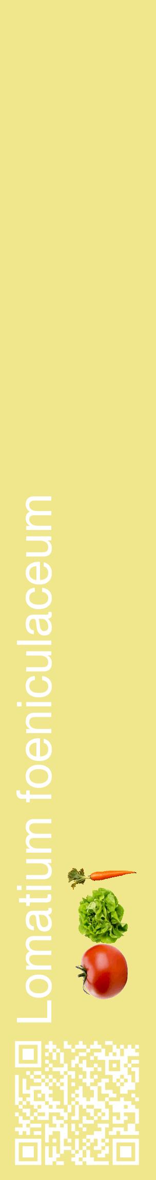 Étiquette de : Lomatium foeniculaceum - format c - style blanche20_basiquehel avec qrcode et comestibilité simplifiée