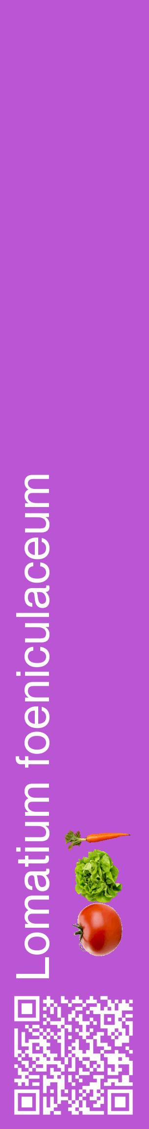 Étiquette de : Lomatium foeniculaceum - format c - style blanche50_basiquehel avec qrcode et comestibilité simplifiée