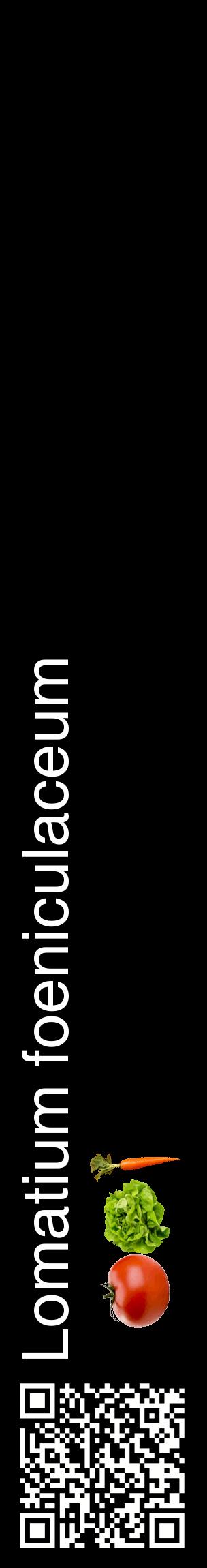 Étiquette de : Lomatium foeniculaceum - format c - style blanche59_basiquehel avec qrcode et comestibilité simplifiée