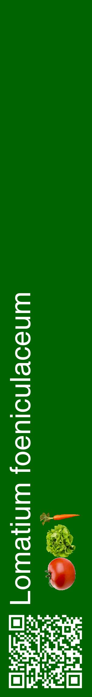 Étiquette de : Lomatium foeniculaceum - format c - style blanche8_basiquehel avec qrcode et comestibilité simplifiée