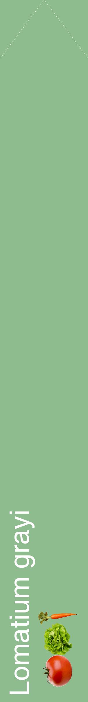 Étiquette de : Lomatium grayi - format c - style blanche13_simplehel avec comestibilité simplifiée