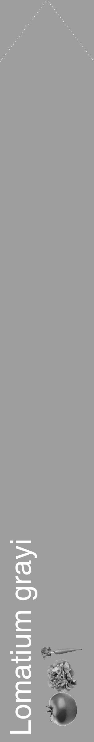 Étiquette de : Lomatium grayi - format c - style blanche23_simple_simplehel avec comestibilité simplifiée - position verticale
