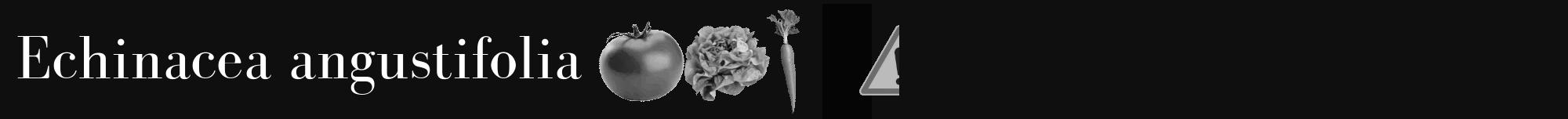 Étiquette de : Echinacea angustifolia - format a - style blanche7basiquebod avec comestibilité simplifiée