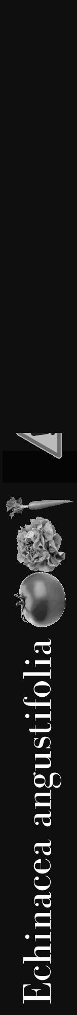 Étiquette de : Echinacea angustifolia - format a - style blanche7basiquebod avec comestibilité simplifiée - position verticale