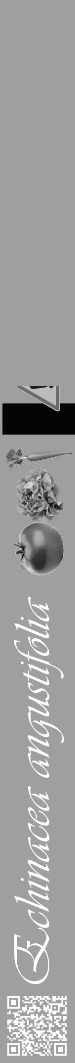 Étiquette de : Echinacea angustifolia - format a - style blanche24viv avec qrcode et comestibilité simplifiée - position verticale