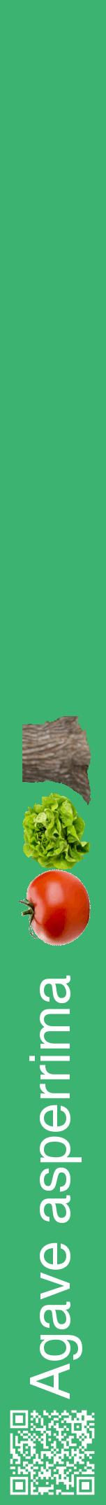 Étiquette de : Agave asperrima - format a - style blanche12hel avec qrcode et comestibilité simplifiée