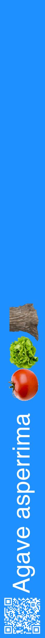 Étiquette de : Agave asperrima - format a - style blanche3hel avec qrcode et comestibilité simplifiée