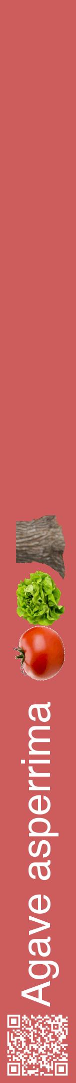 Étiquette de : Agave asperrima - format a - style blanche35hel avec qrcode et comestibilité simplifiée
