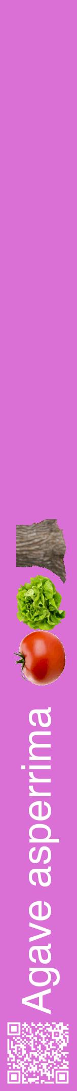 Étiquette de : Agave asperrima - format a - style blanche52hel avec qrcode et comestibilité simplifiée