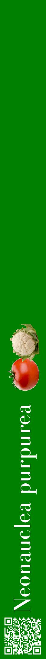 Étiquette de : Neonauclea purpurea - format a - style blanche9bod avec qrcode et comestibilité simplifiée