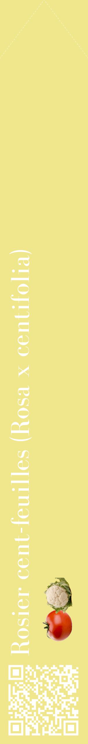 Étiquette de : Rosa x centifolia - format c - style blanche20_simplebod avec qrcode et comestibilité simplifiée