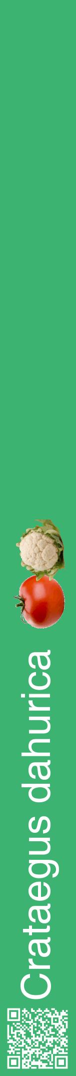Étiquette de : Crataegus dahurica - format a - style blanche12hel avec qrcode et comestibilité simplifiée