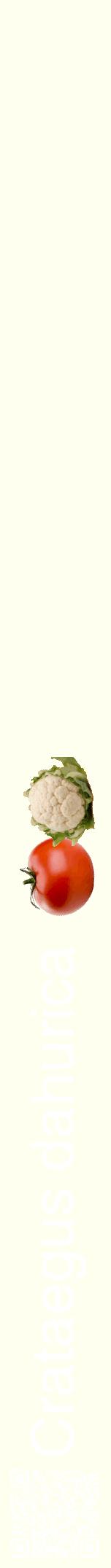 Étiquette de : Crataegus dahurica - format a - style blanche19hel avec qrcode et comestibilité simplifiée