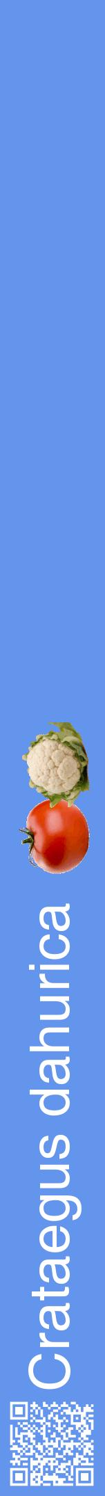 Étiquette de : Crataegus dahurica - format a - style blanche4hel avec qrcode et comestibilité simplifiée