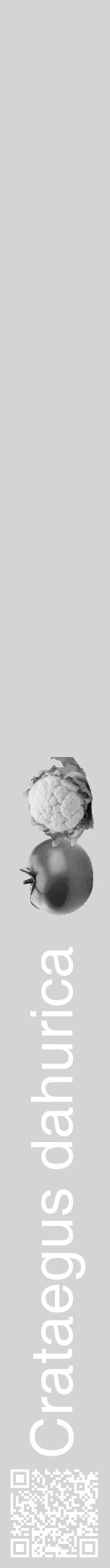 Étiquette de : Crataegus dahurica - format a - style blanche40hel avec qrcode et comestibilité simplifiée - position verticale