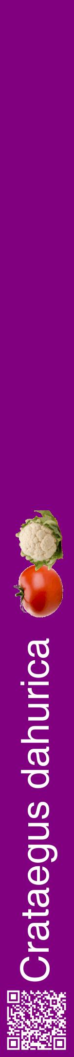 Étiquette de : Crataegus dahurica - format a - style blanche46hel avec qrcode et comestibilité simplifiée