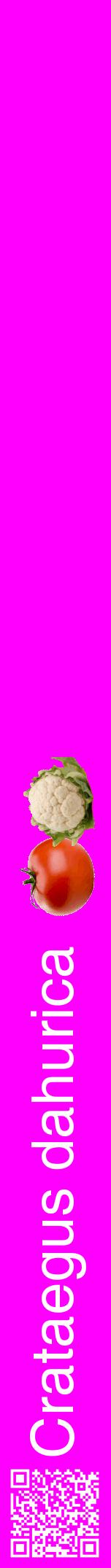 Étiquette de : Crataegus dahurica - format a - style blanche51hel avec qrcode et comestibilité simplifiée
